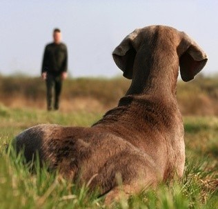 trainer and dog