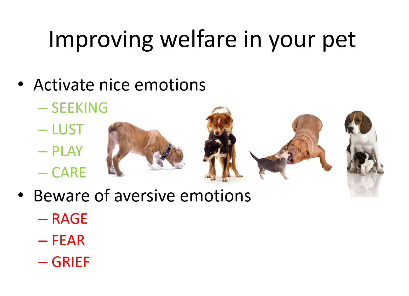 why-you-should-behave-as-if-animals-have-feelings-even-if-you-don-t