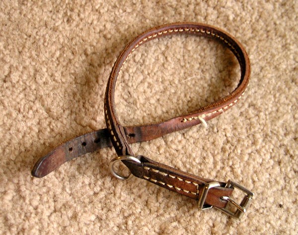 dog collar