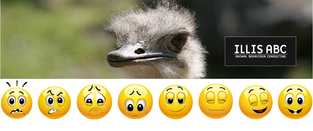 Emotions about animals. Mood emotions animals. Happy emotions animals. Animals emotions