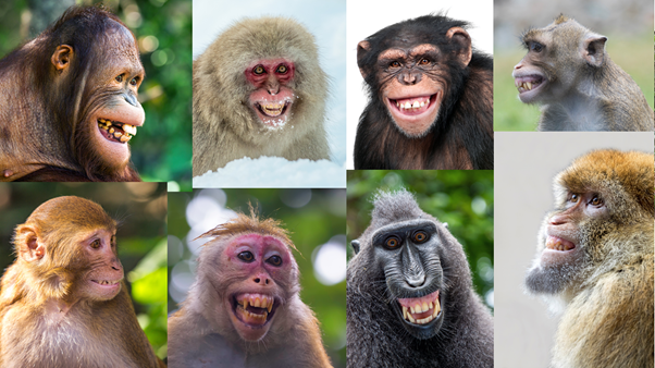 What Monkeys Teach Us About Social Media - Neuromarketing